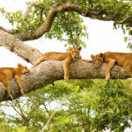 5-Day Gorillas, Chimps and Tree-Climbing Lions Tour
