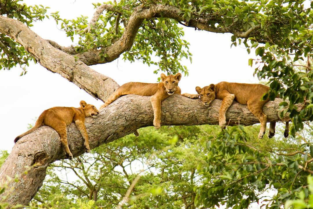 You are currently viewing Tree-Climbing Lions of Ishasha: The Ultimate Uganda Safari Guide