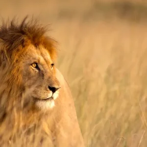Read more about the article Jacob, Three-legged lion