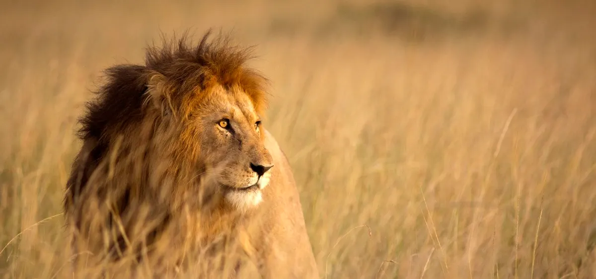 You are currently viewing Jacob, Three-legged lion