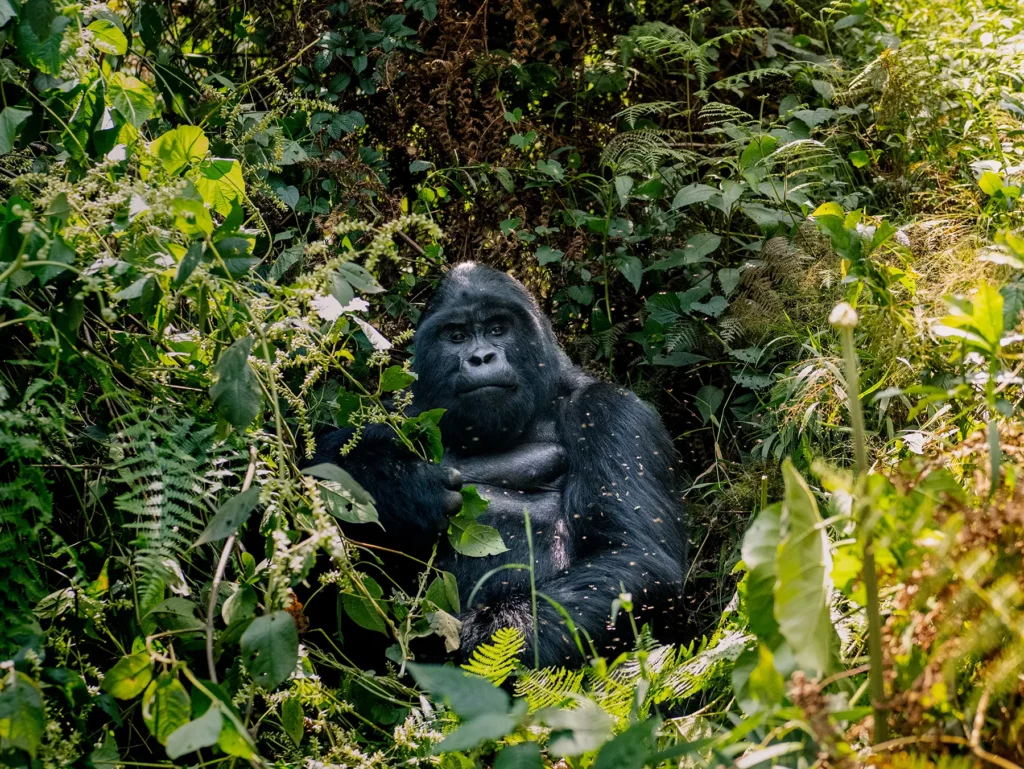 You are currently viewing 6-Day Best Gorilla, Wildlife Safari & Chimpanzee Trekking in Uganda