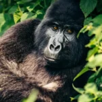 Gorilla Trekking Safaris from Dubai to Rwanda & Uganda