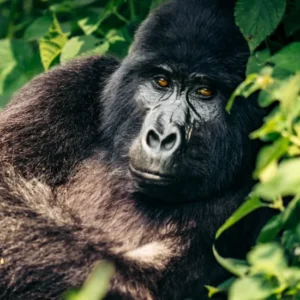 Read more about the article Gorilla Trekking Safaris from Dubai to Rwanda & Uganda