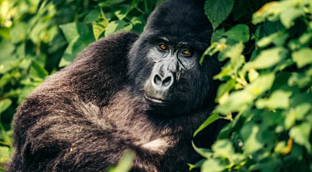 You are currently viewing Gorilla Trekking Safaris from Dubai to Rwanda & Uganda