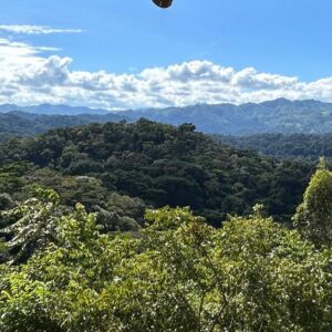 Read more about the article Gorilla Trekking Sectors in Bwindi National Park