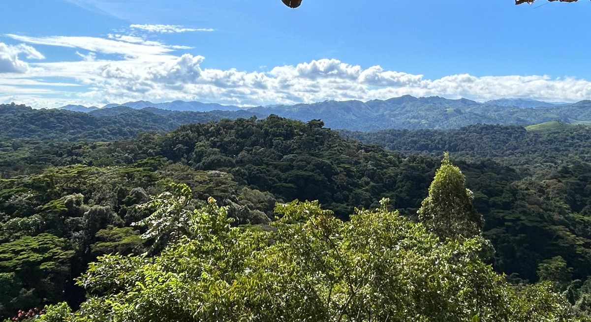 You are currently viewing Gorilla Trekking Sectors in Bwindi National Park