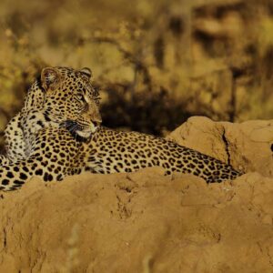 Read more about the article Top 5 Interesting Facts In Samburu Reserve