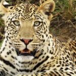 uganda tours