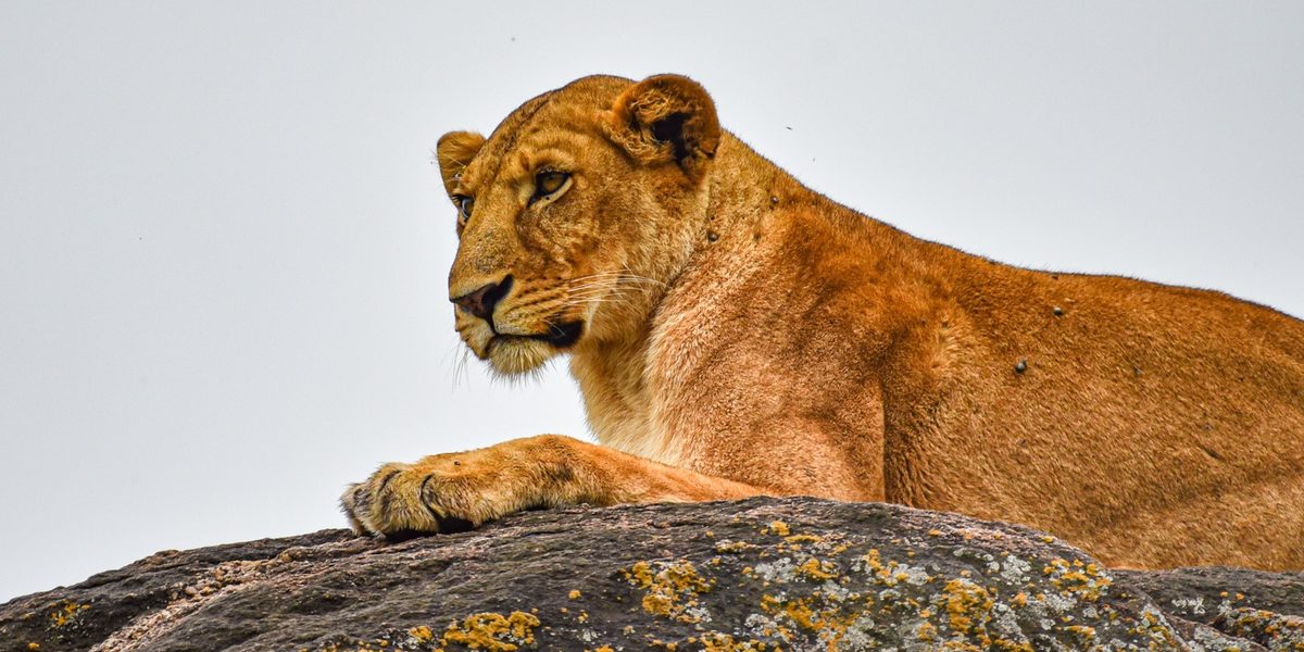 Read more about the article  The Ultimate Guide to Lions in Uganda: Majestic Kings of the Savannah