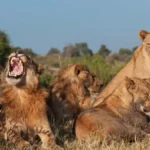 pian upe wildlife reserve