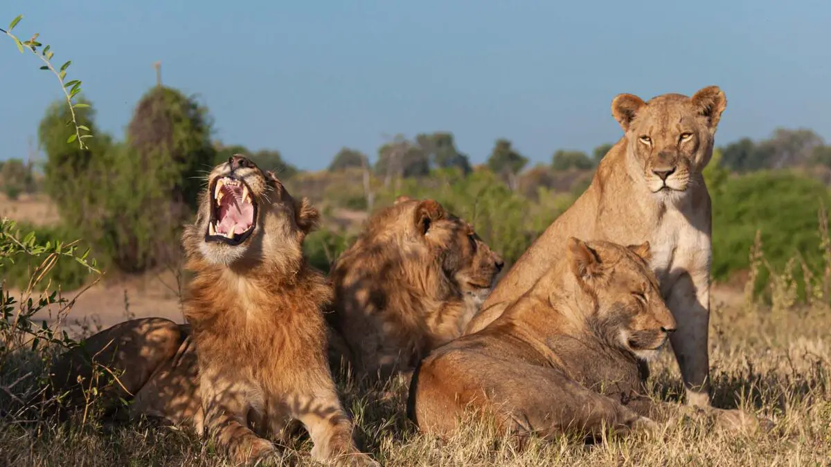 You are currently viewing Pian Upe Wildlife Reserve