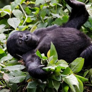 Read more about the article Top 30 Frequently Asked Questions about a Uganda Safari