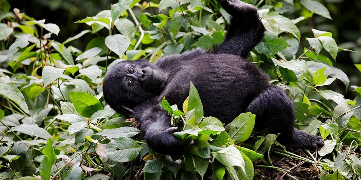 You are currently viewing Top 30 Frequently Asked Questions about a Uganda Safari