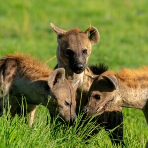 Read more about the article The Ultimate Guide to Matheniko Game Reserve