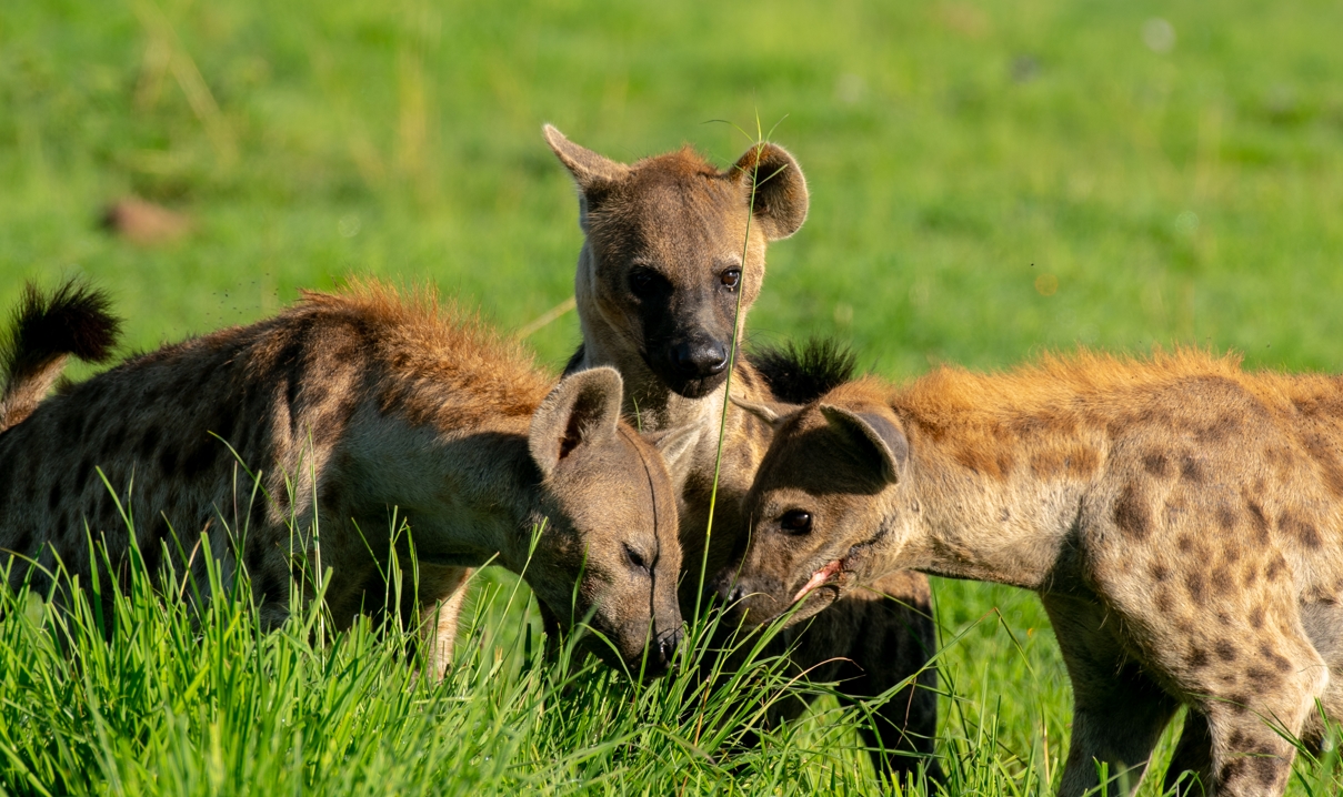 Read more about the article The Ultimate Guide to Matheniko Game Reserve