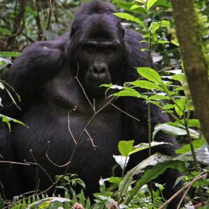 Read more about the article FAQs About Gorillas & Uganda