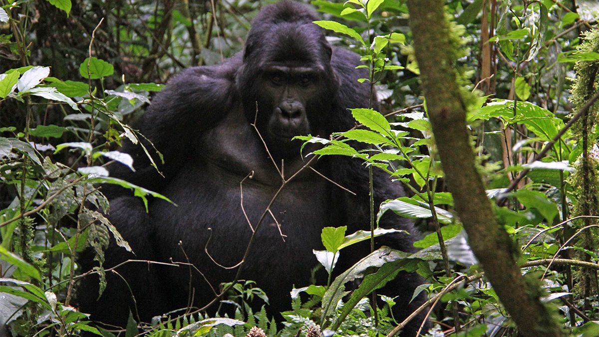 You are currently viewing 3-Day Gorillas & Lake Bunyonyi Budget Safari
