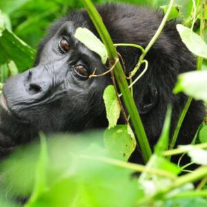 Read more about the article Gorilla and Chimpanzee Trekking in Uganda: Essential Guide