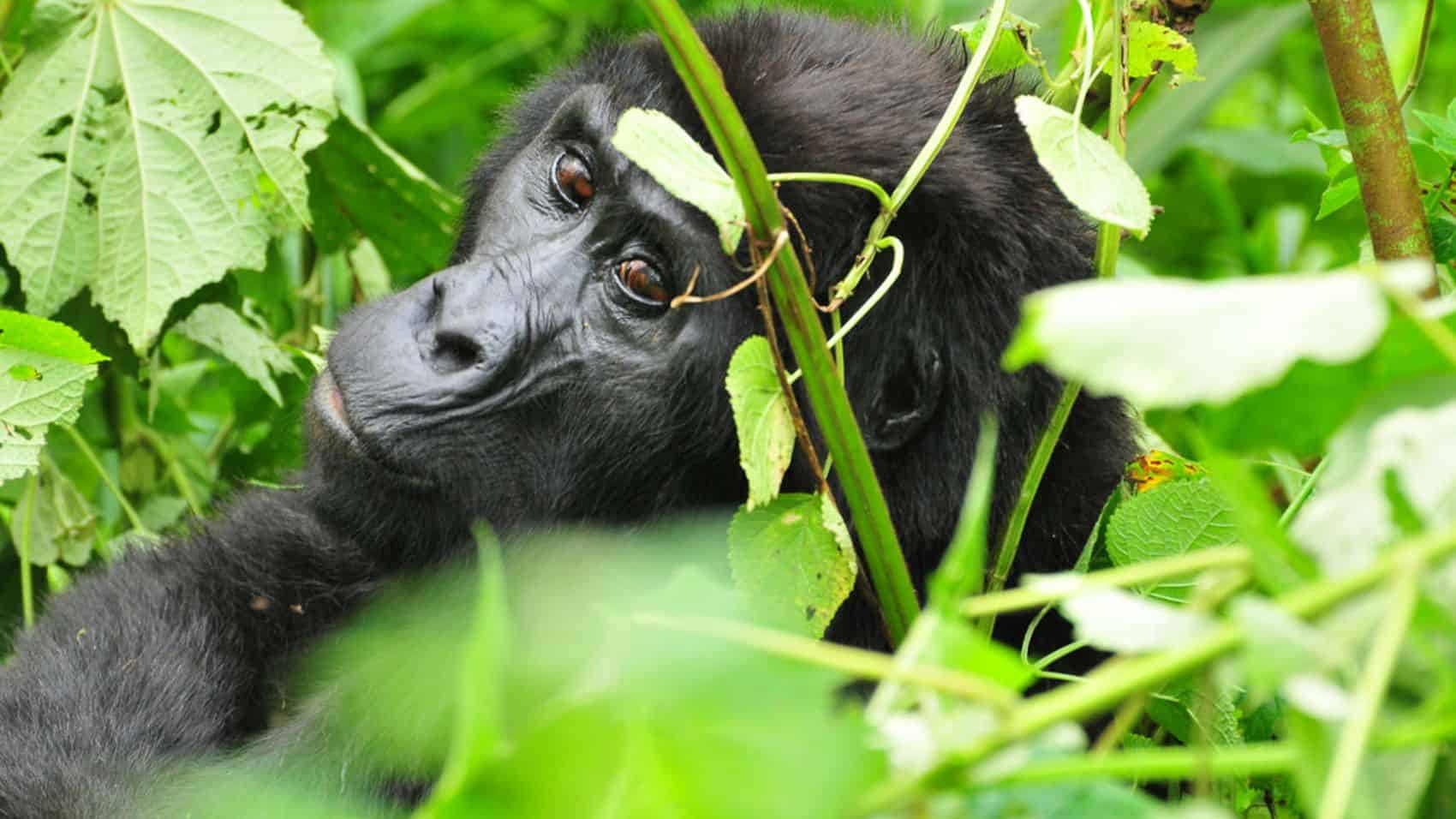 You are currently viewing Gorilla and Chimpanzee Trekking in Uganda: Essential Guide