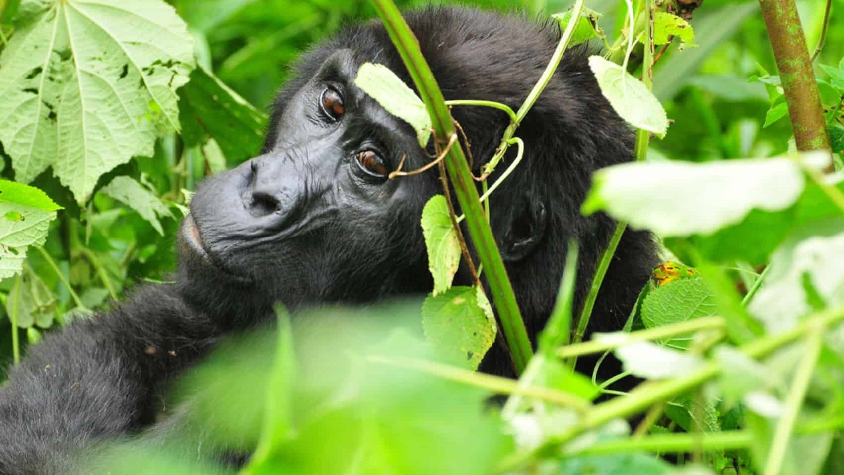 You are currently viewing 5 Days Mgahinga Primates Tour