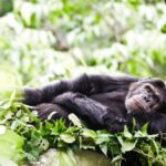 mgahinga gorilla trekking uganda