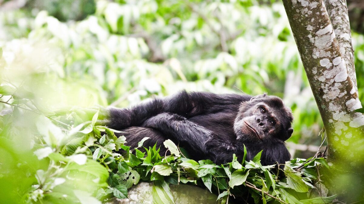You are currently viewing MGAHINGA  GORILLA NATIONAL PARK