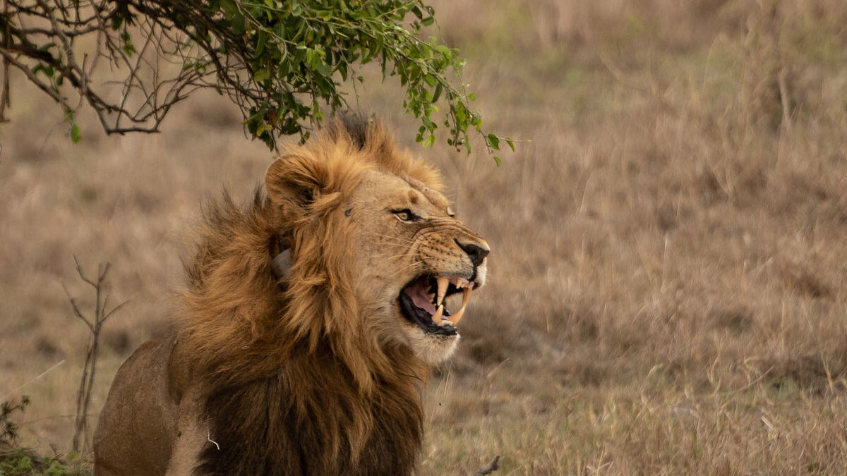 You are currently viewing Akagera National Park
