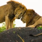 lion in kidepo valley national park