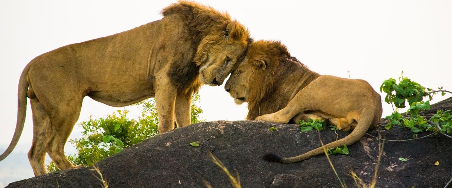 You are currently viewing Kidepo Valley National  Park