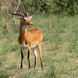Read more about the article The Ultimate Guide to Spot Hunting in Uganda