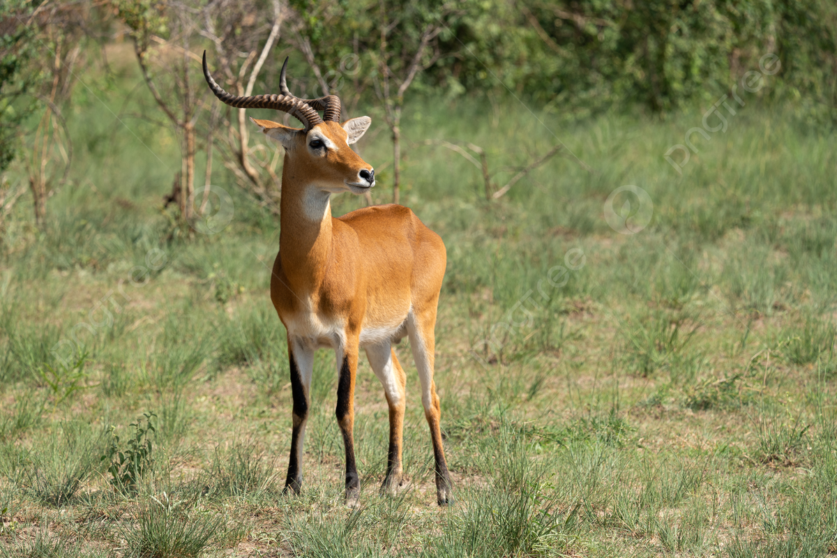 Read more about the article The Ultimate Guide to Spot Hunting in Uganda