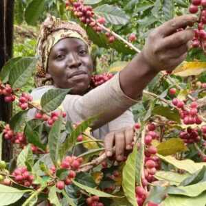 Read more about the article Agro tourism in Uganda