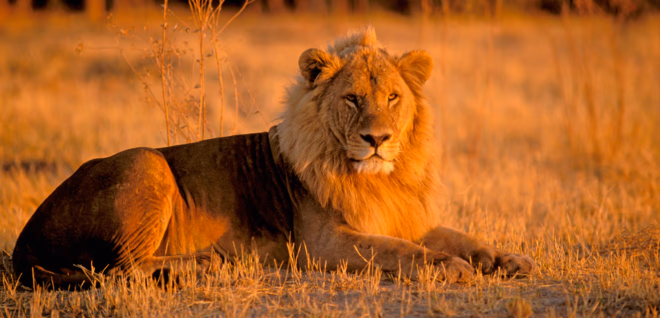 Read more about the article 13-Day Botswana & Uganda Safari – Ultimate Wildlife & Cultural Adventure