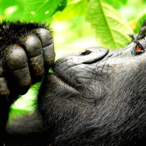 Read more about the article What to see and do in Uganda in 2026-2027? Uganda and its tourist Attractions