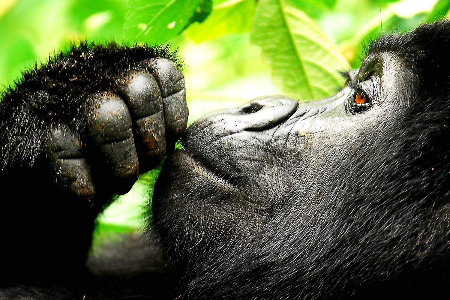 You are currently viewing What to see and do in Uganda in 2026-2027? Uganda and its tourist Attractions
