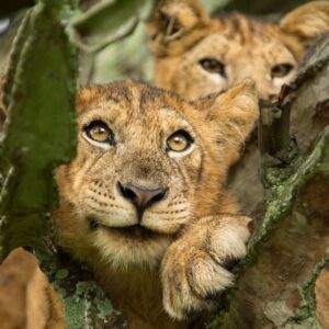 Read more about the article The Ultimate Guide to Tree Climbing Lion Safaris in Ishasha, Uganda