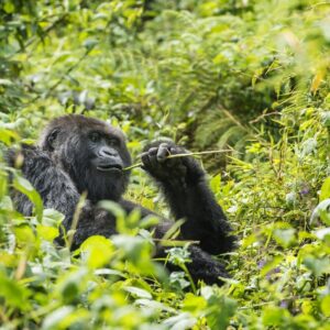 Read more about the article Uganda in December: Weather, Wildlife, Best Places & What to Expect