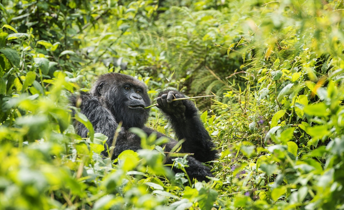 You are currently viewing The Grand Uganda & Rwanda Safari: A 19-Day Primate & Wildlife