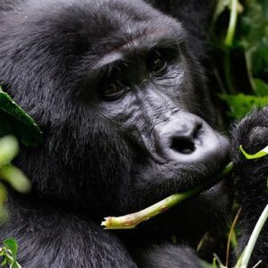 Read more about the article 10 Best Uganda Gorilla Safari Trips (2026/2027) With Prices