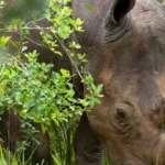 ziwa rhino sanctuary
