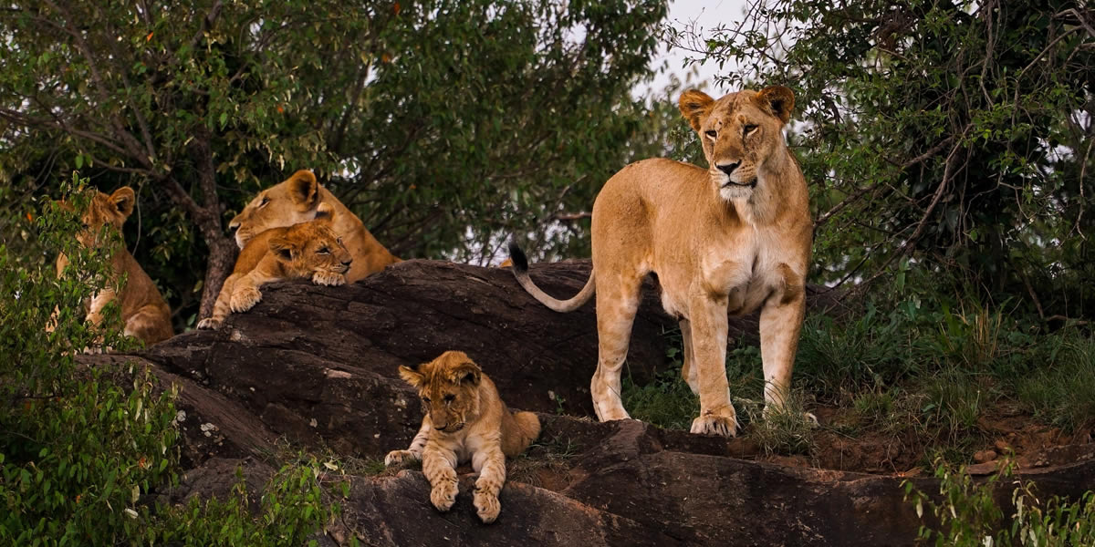 You are currently viewing 19 Days Best of Uganda Rwanda Safari