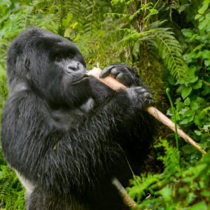 Read more about the article What does the gorilla permit price include and exclude?