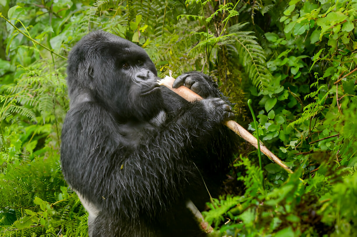 You are currently viewing What does the gorilla permit price include and exclude?