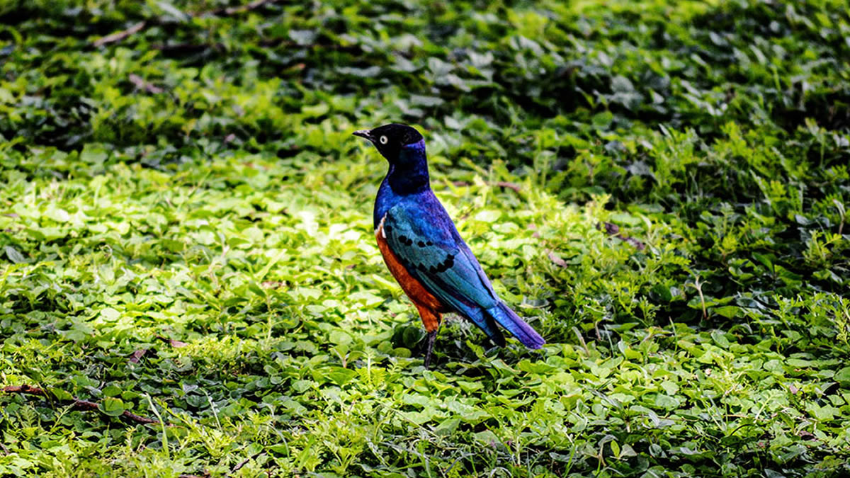 You are currently viewing 12 Days Best of Uganda and Rwanda Safari