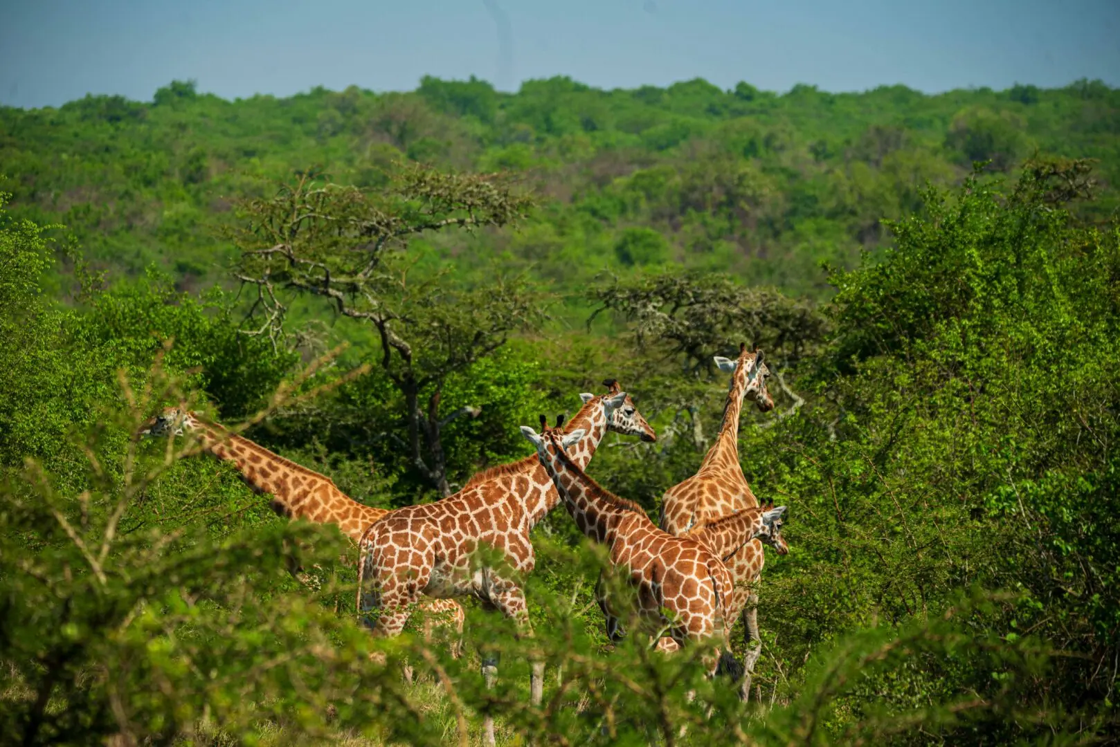 You are currently viewing 4-Day Amazing Wildlife Safari in Uganda