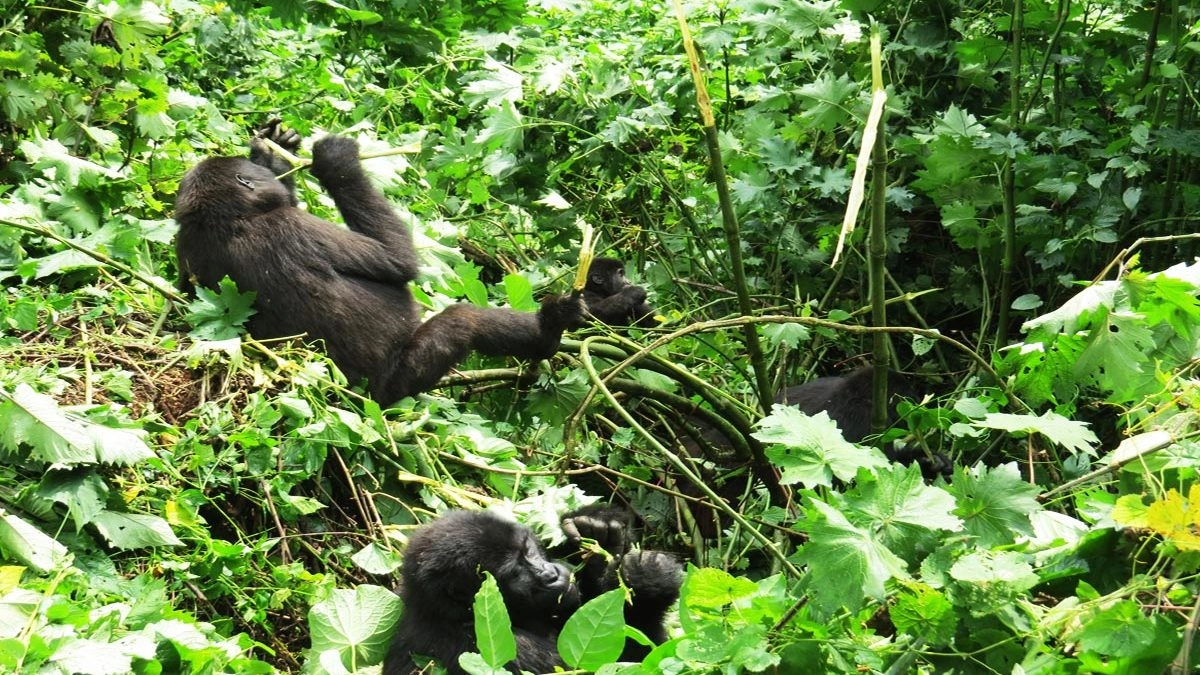 You are currently viewing 10 Days Best of Uganda Wildlife and Primate Safari