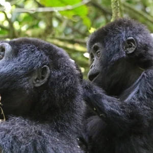Read more about the article Can You Book Gorilla Permits Directly or Do You Need a Tour Operator?