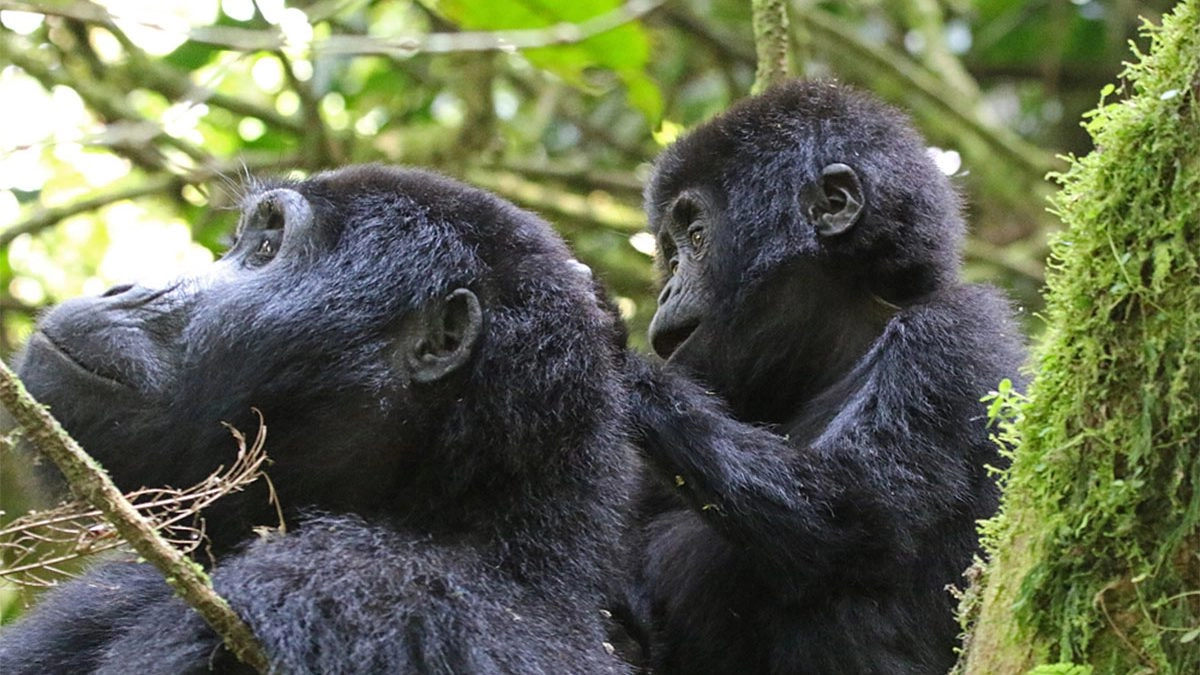 You are currently viewing Can You Book Gorilla Permits Directly or Do You Need a Tour Operator?