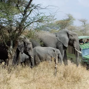 Read more about the article 7 Reasons to Take a Safari to Uganda in November