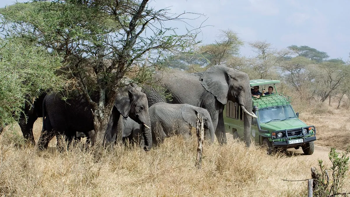 You are currently viewing 7 Reasons to Take a Safari to Uganda in November